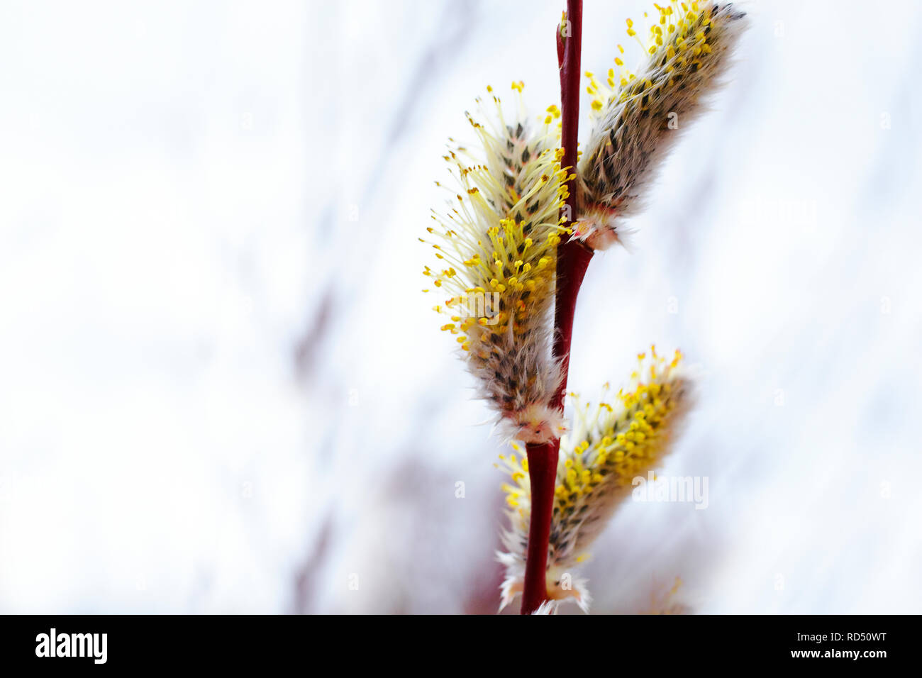 Splendida fioritura pussy willow gemme naturali su sfondo luminoso, close up with Shallow DOF. Pasqua sfondo con copia spazio. Foto Stock