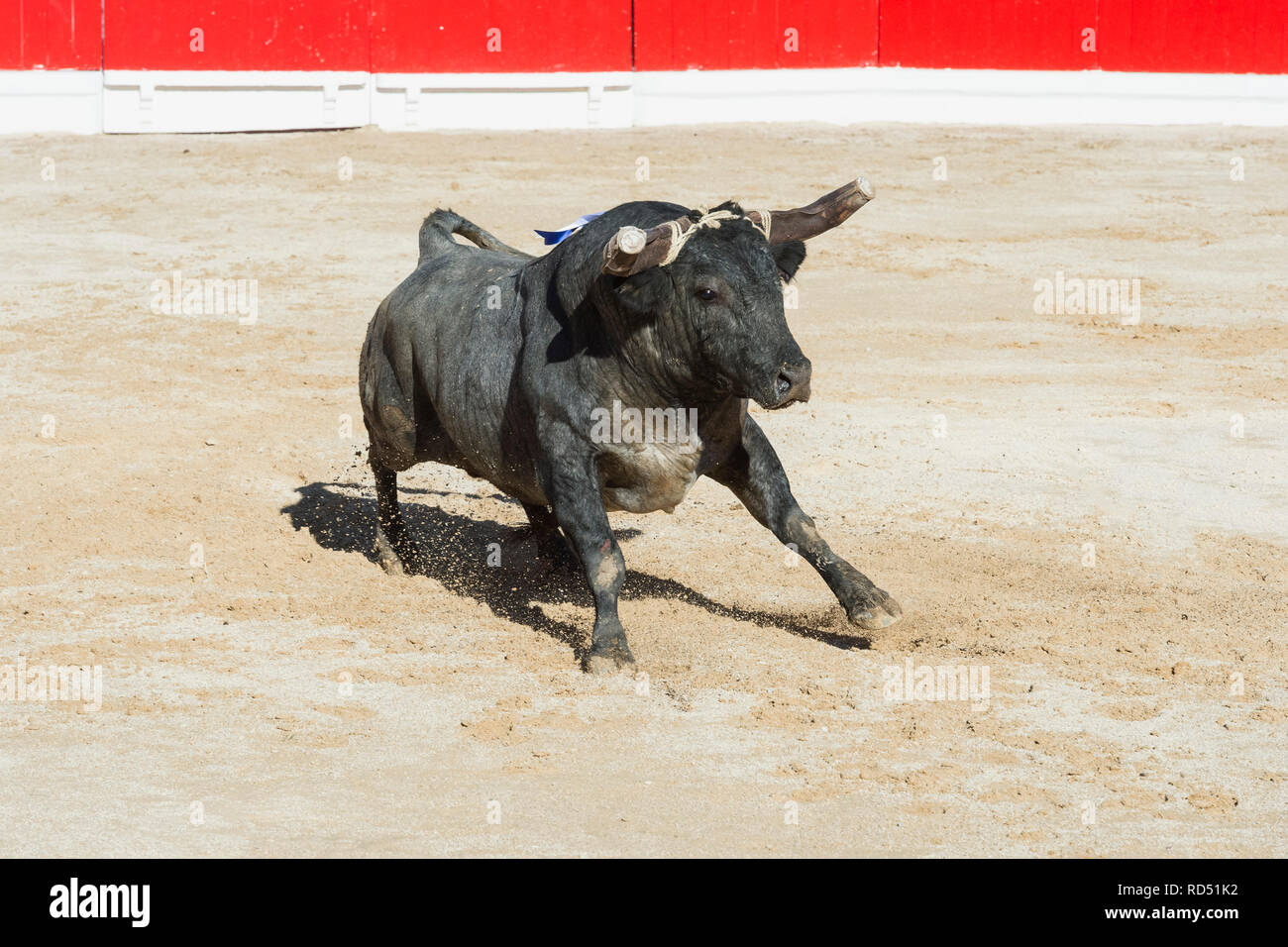 La corrida in Alcochete. Bull inserendo l'arena, Alcochete, Provincia di Setubal, Portogallo Foto Stock