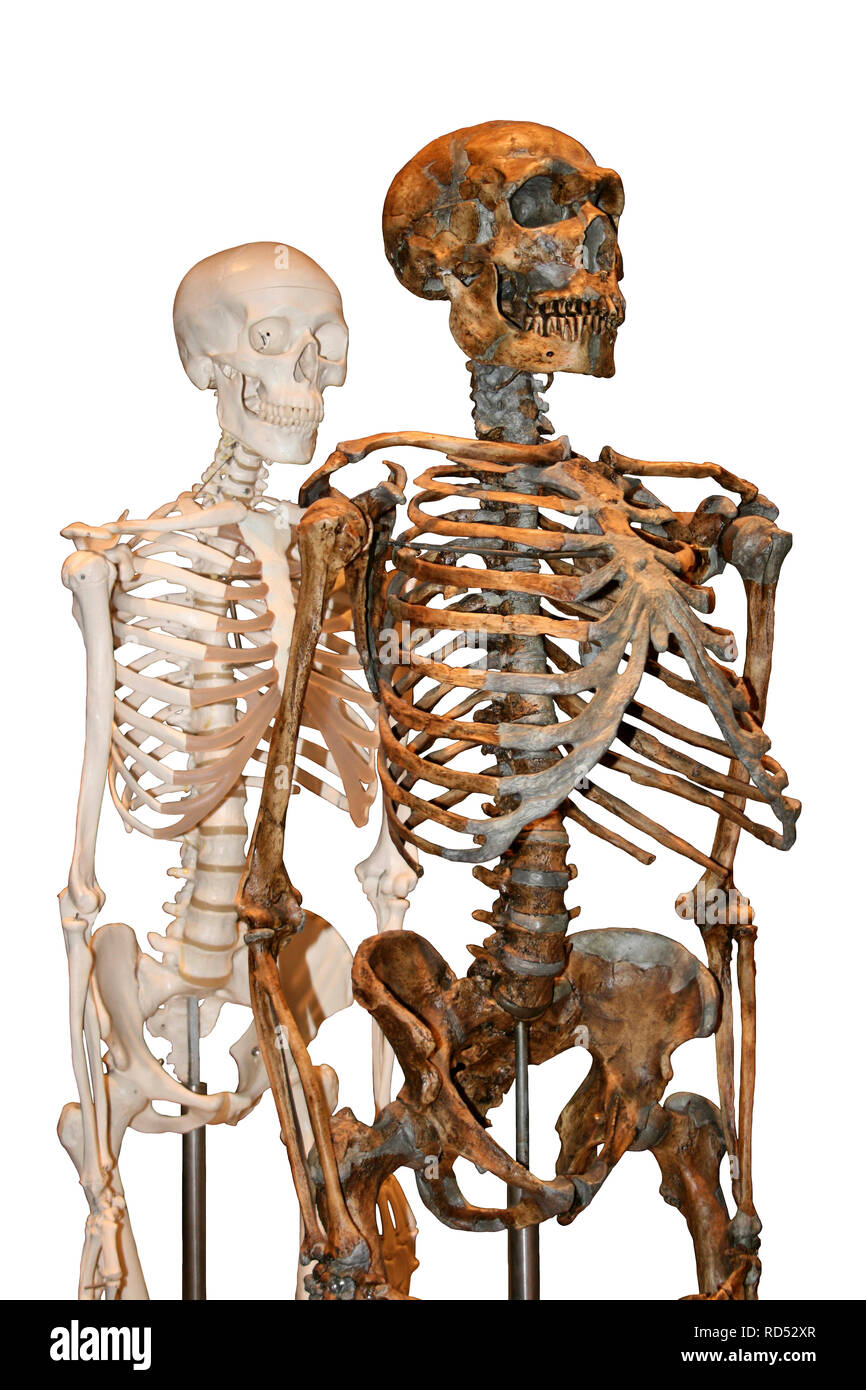 Evoluzione umana - moderno umano e lo scheletro di Neanderthal Foto Stock