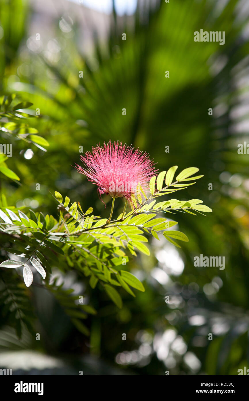 Rosso/Rosa Ohia Lehua Metrosideros polymorpha in bloom la principessa Diana's Garden havana cuba Foto Stock