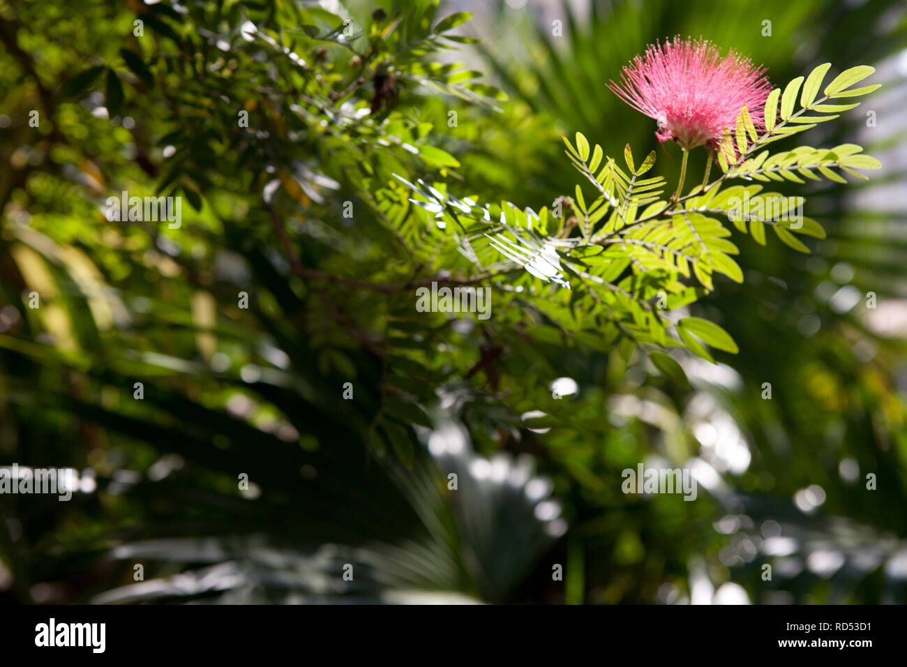 Rosso/Rosa Ohia Lehua Metrosideros polymorpha in bloom la principessa Diana's Garden havana cuba Foto Stock