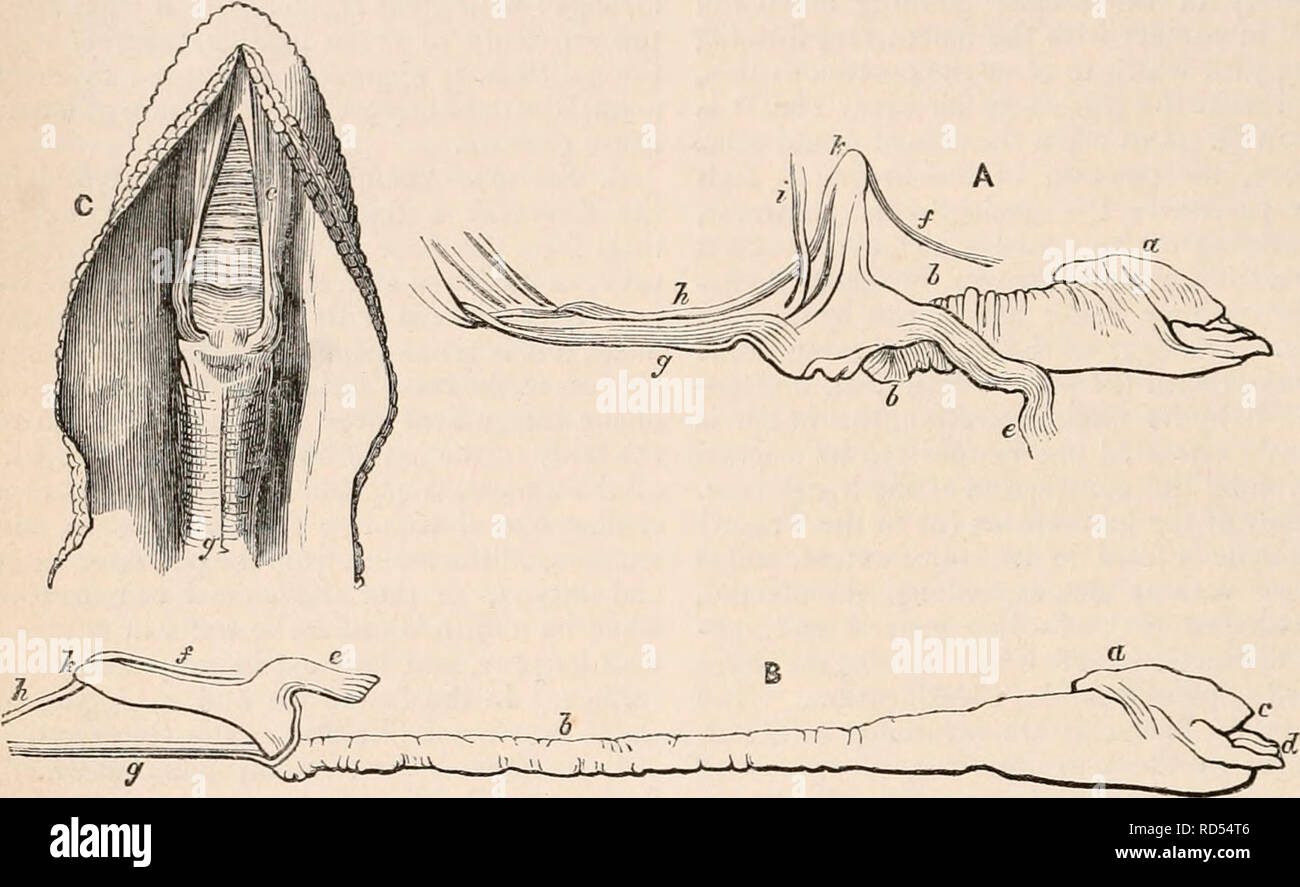 . Il encyclopaedia - Wikizionario di anatomia e fisiologia. Anatomia e fisiologia; Zoologia. 1148 Lingua. bocca è considerato un colore biancastro, carnosa, ru- ratus e muscoli, e dalla descrizione dei due dedurre la più probabile spiegazione dei movimenti. Quando una porzione del tegumento e la ganascia inferiore su un lato viene rimosso in modo da esporre il timone quando retratto entro la massa gous, circa un pollice e un mezzo lungo, riempimento- ing la cavità buccale, in modo da abbassare il pavimento della bocca e della gola, in forma alcuni- cosa di un cono con la base di fronte: la metà posteriore, o parte minore, si vede che è thr Foto Stock
