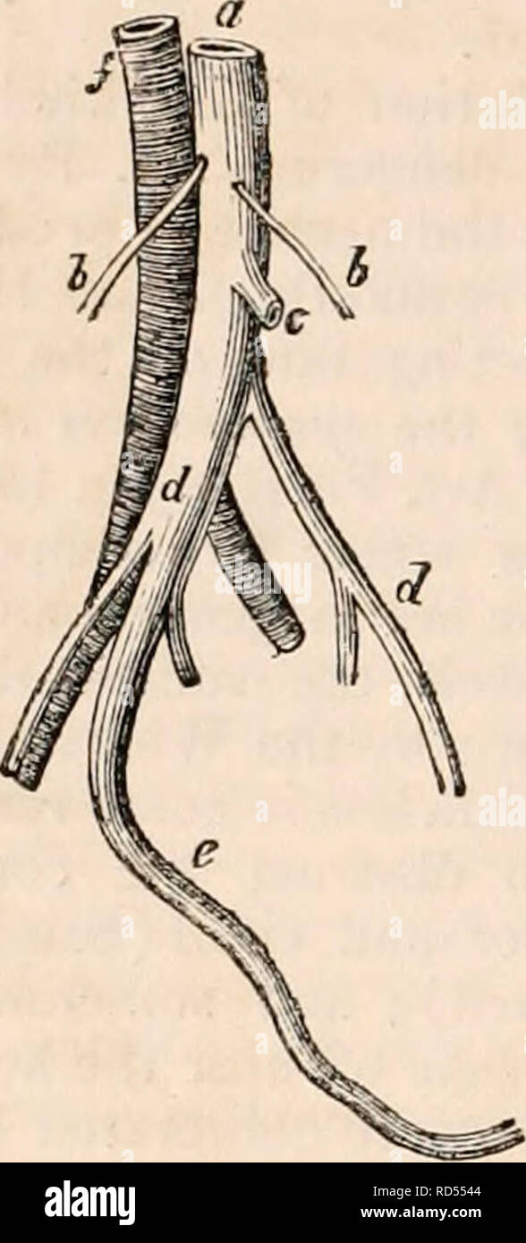 . Il encyclopaedia - Wikizionario di anatomia e fisiologia. Anatomia e fisiologia; Zoologia. 918 TERATOLOGIA. e in difettosa formazione del infe- rior parte del corpo. Serres quindi derivata la conclusione che tale malformazione è la con- sequenza dei desideri di uno dei umbi- lical arterie ; che è tuttavia sbagliato, come l'evoluzione di tutto il corpo può essere completa, anche quando una delle arterie ombelicali è che vogliono. Fig. 599. rappresenta un modello di questo tipo. - La Fig. 599.. a, aorta; b, b, arterie spermatica; c, superior mesen- teric; d, d, iliacs comune; e, la singola arteria ombelicale; /, vena cava. M Foto Stock