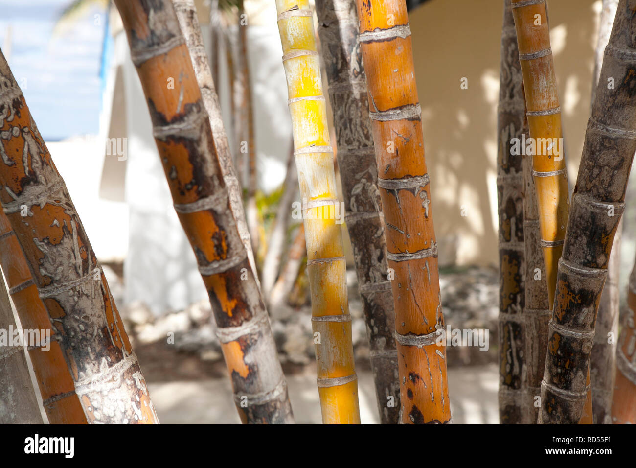 Chiudere astratta di ups di palme con interessanti sfumature naturali di verde giallo e arancione Foto Stock