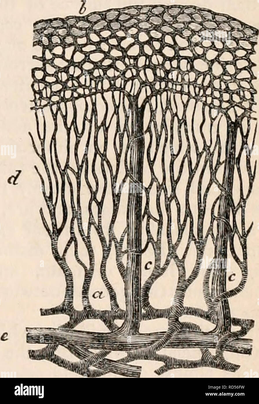 . Il encyclopaedia - Wikizionario di anatomia e fisiologia. Anatomia e fisiologia; Zoologia. Stomaco e intestino, 327 numerosi piccoli e brevi le navi, il vasa bi'cvia, Thegasfro-epiploica smislra (i,Jfgs. 250,251.) lascia il tronco della arteria splenica vicino al punto in cui questo si divide in corrispondenza della superficie interna della milza. Esso passa verso il basso e in avanti e verso il lato destro, prima che giace su una breve distanza nel tratto gastro-omento splenica e poi inserendo tra gli strati del grande omento che è continua con questa piega. Esso poi corre lungo il bordo inferiore o grande curvatura dello stomaco, anasto Foto Stock