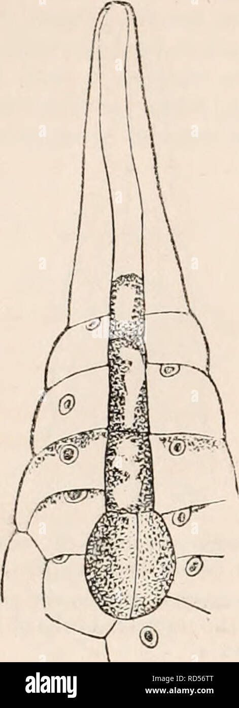 . Il encyclopaedia - Wikizionario di anatomia e fisiologia. Anatomia e fisiologia; Zoologia. Riproduzione 250, vegetali (VEGETALI OVUM). teen cellule, di cui otto sono superficiali e gli altri otto racchiuso come una centrale spheri- Fig. 193.. Fase successiva. Divisione del genitore-cellula di embrione da un setto verticale. Le vescicole contenute in tubolare superiore por- zione del germe-cella sono ora disposte loro- se stessi in modo da formare un prolungamento filamentoso all'embrione, circa 200 diam. cal mass. Dalla frequente ripetizione dello stesso processo aumenta di dimensione, mantiene ancora la figura 19-k. Si prega di notare che queste imag Foto Stock