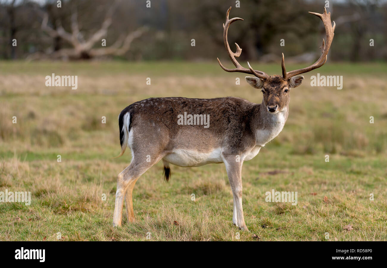 I cervi nel sole di sera - Attingham Park, Shrewsbury Foto Stock