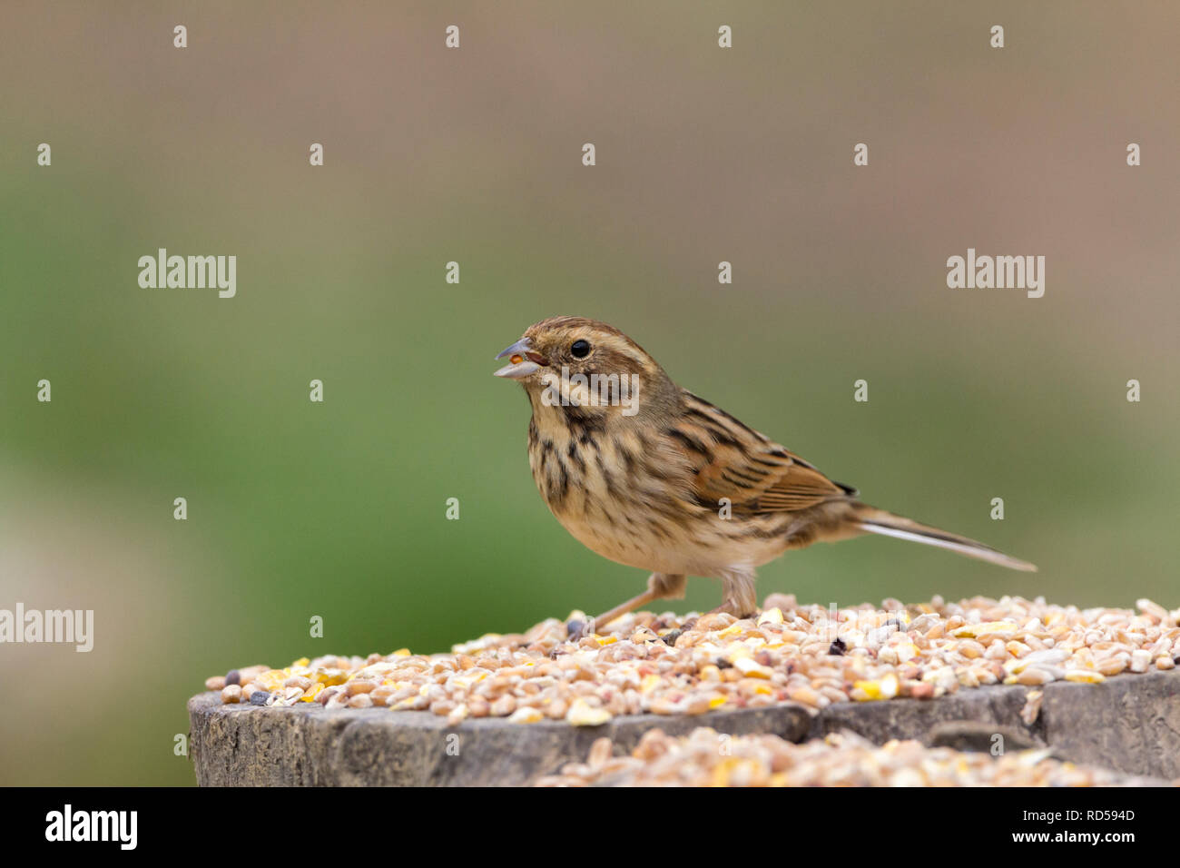 Femmina reed bunting (Emberiza schoeniclus) sul ceppo di albero alimentazione su semi sparsi a nascondere. Ventresche piumaggio invernale esterni bianchi e piume di coda Foto Stock