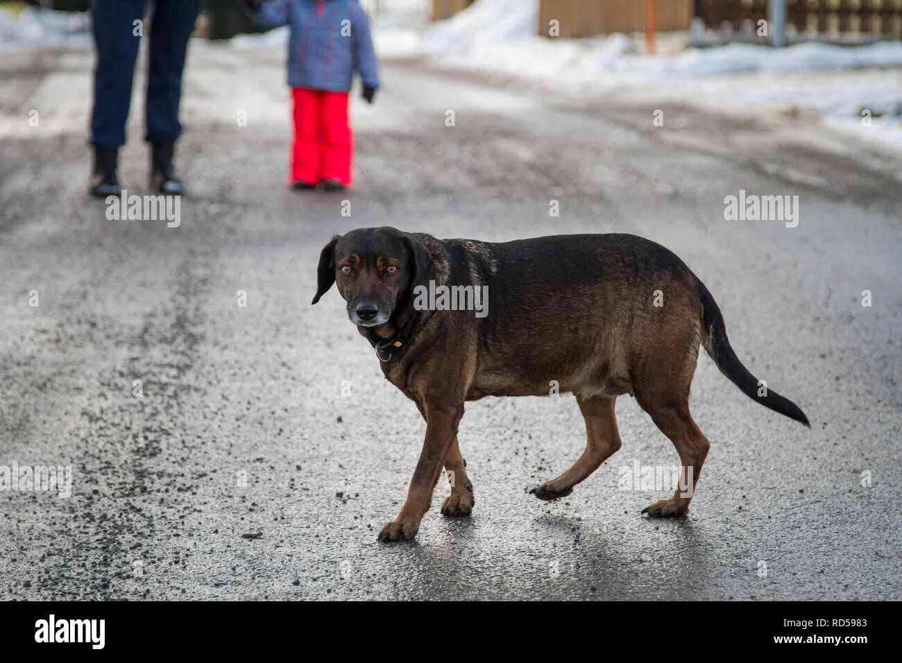 Incroci obesi cane fuori per una passeggiata su una giornata invernale Foto Stock