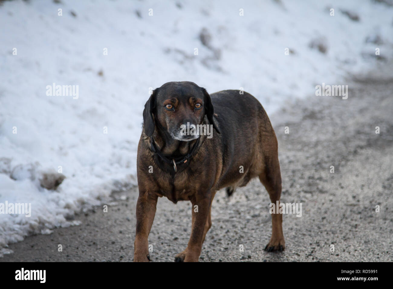 Incroci obesi cane fuori per una passeggiata su una giornata invernale Foto Stock