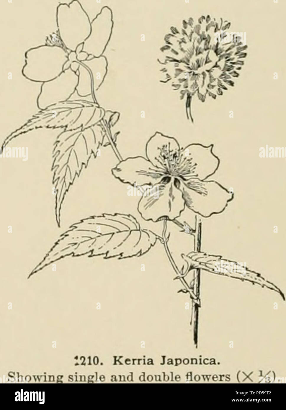 . Dell'enciclopedia di American orticoltura comprendente suggerimenti per la coltivazione di piante orticole, descrizioni delle specie di frutta e ortaggi, fiori e piante ornamentali vendute negli Stati Uniti e in Canada, insieme geografico e biografie. Il giardinaggio. 858 KENTUCKY fissato nella frutta-produzione sono possibili in gran parte su ac- conteggio delle immunità dalla tarda primavera le gelate, dovuta a postazioni elevate e alla profondamente eroso fiume CHAN- NEL che offrono abbondante aria fredda il drenaggio. Nell estremo sud-ovest dello stato (vicino a k in Fig. 1209), nelle contee Foto Stock