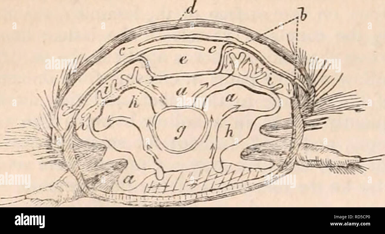 . Il encyclopaedia - Wikizionario di anatomia e fisiologia. Anatomia e fisiologia; Zoologia. oia ciglia. Fig. 299.. A. Sezione trasversale del Aphrodita aculeata.. Si prega di notare che queste immagini vengono estratte dalla pagina sottoposta a scansione di immagini che possono essere state migliorate digitalmente per la leggibilità - Colorazione e aspetto di queste illustrazioni potrebbero non perfettamente assomigliano al lavoro originale. Todd, Robert Bentley, 1809-1860. Londra, Sherwood, Gilbert, e Piper Foto Stock