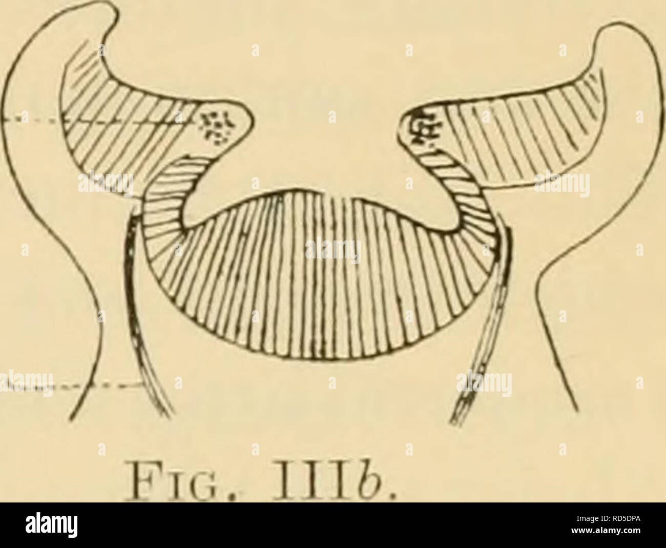 . Eledone. Eledone; cefalopodi; molluschi. Ho nullo. } Br. A. ext. Fig. 1H (")trans, setta, la parte distale del braccio f che mostra la relazione di sucker (S). Fig. Ill (b) sagittale, setta di sucker di Argonauta. Fig. lllfl. Testo iig. Se malato, mostra uno schema di una sezione trasversale attraverso il braccio, che indica il rapporto della ventosa per i restanti muscoli. Ill b, è una modifica di Niemiec la figura della ventosa di Argonavta. La superficie esterna della ventosa è coperto dalla pelle generale del braccio. La fodera interna è un epitelio ripiegato, che copre la parte interna ed esterna le divisioni dell'adesivo cup ( Foto Stock