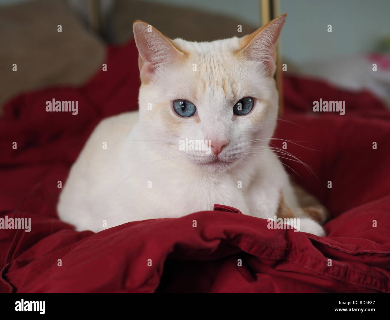 Il Mitzie flamepoint siamesi con incredibili occhi blu Foto Stock