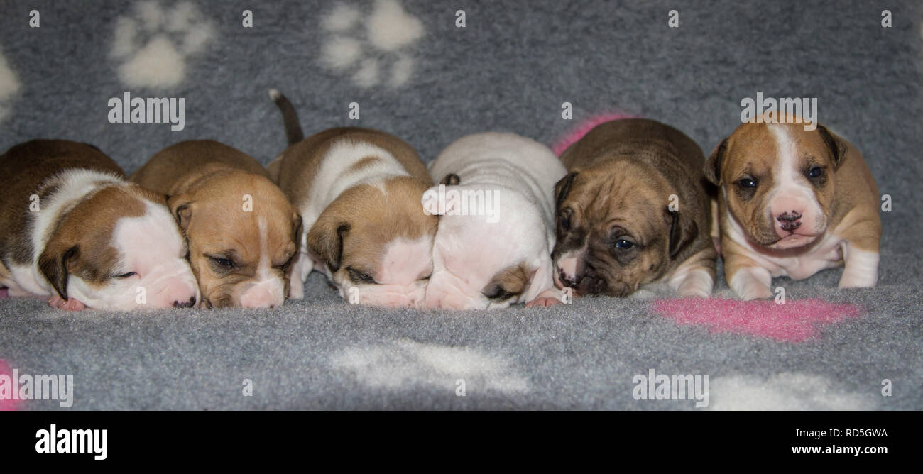 Cucciolata di cuccioli Pit Bull di 17 giorni Foto Stock