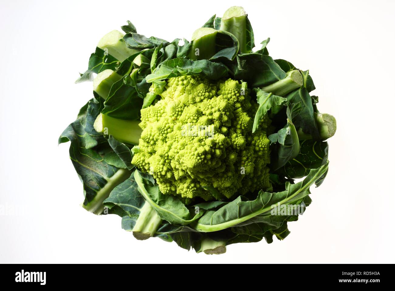 Romanesco broccoli, o cavolo romano (Brassica oleracea convar. botrytis var. botrytis), variante di cavolfiore Foto Stock