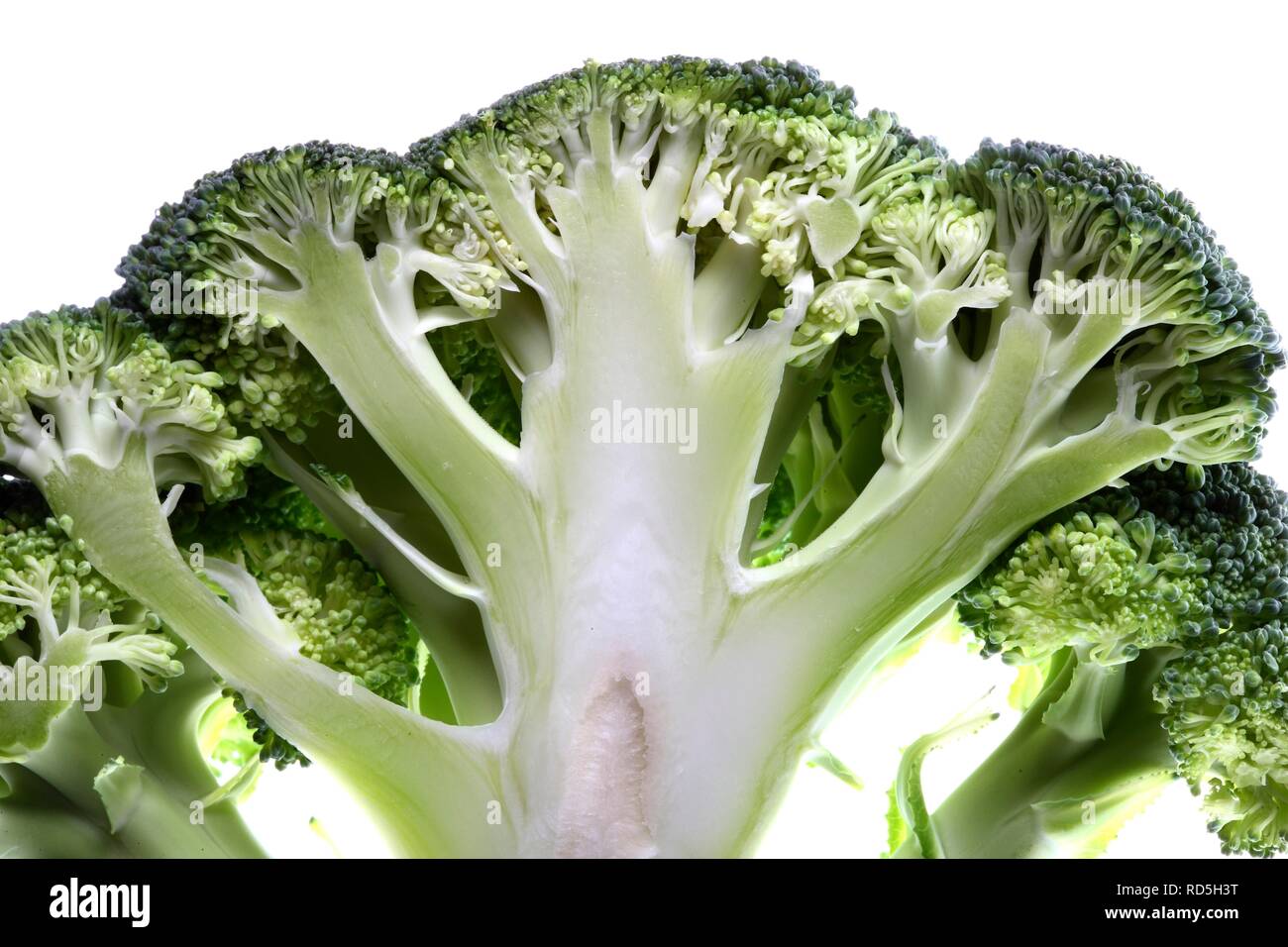 Broccoli (Brassica oleracea var. italica), sezione verticale Foto Stock