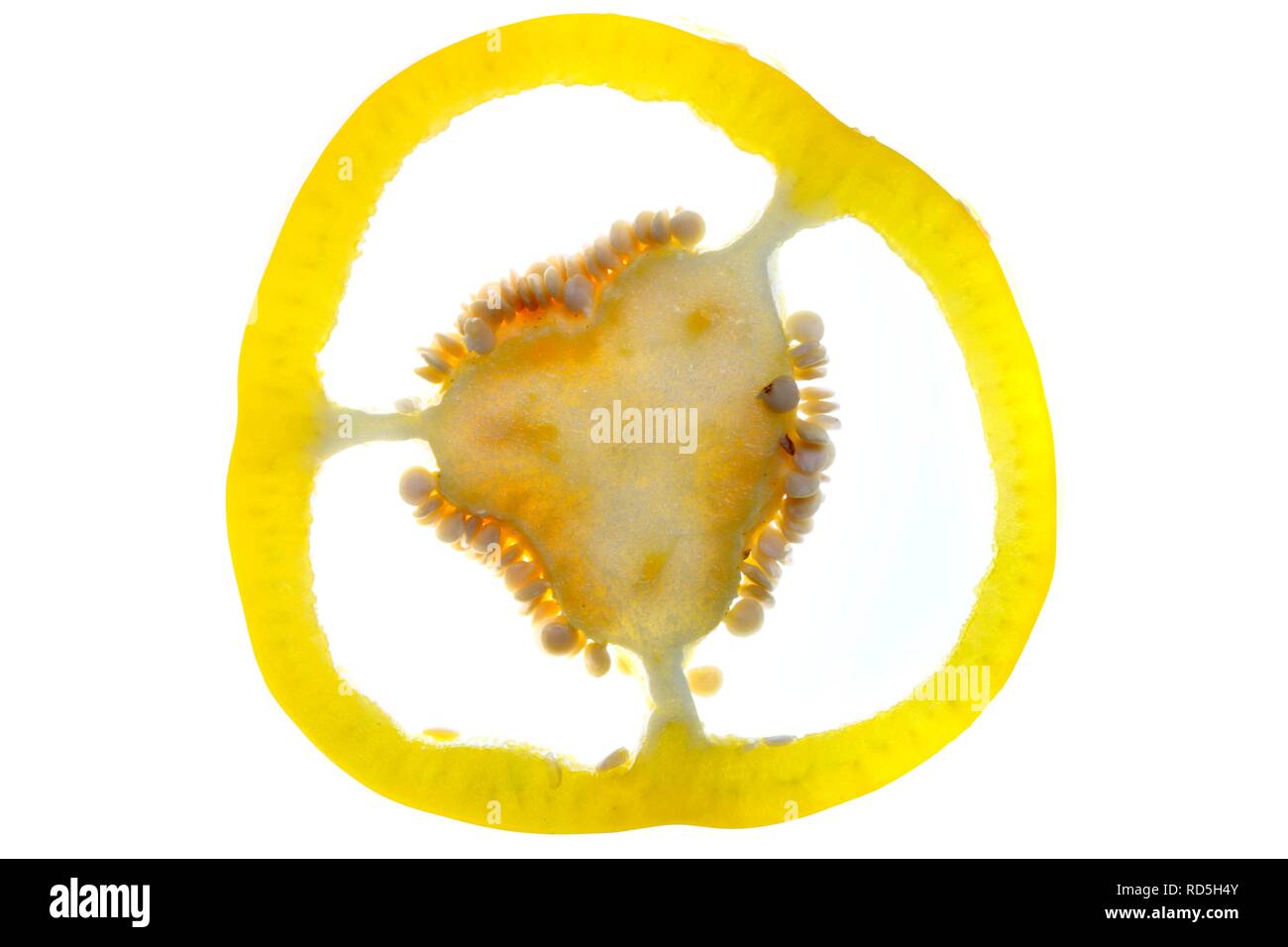 Giallo habanero Peperoncino (Capsicum annuum), sezione trasversale Foto Stock