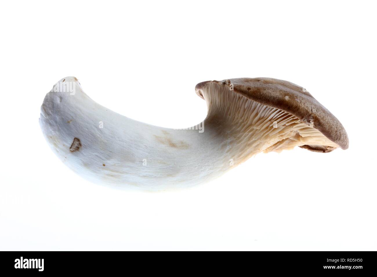 Re tromba a fungo, corno francese a fungo, re di funghi orecchioni, Boletus delle steppe (Pleurotus eryngii) Foto Stock