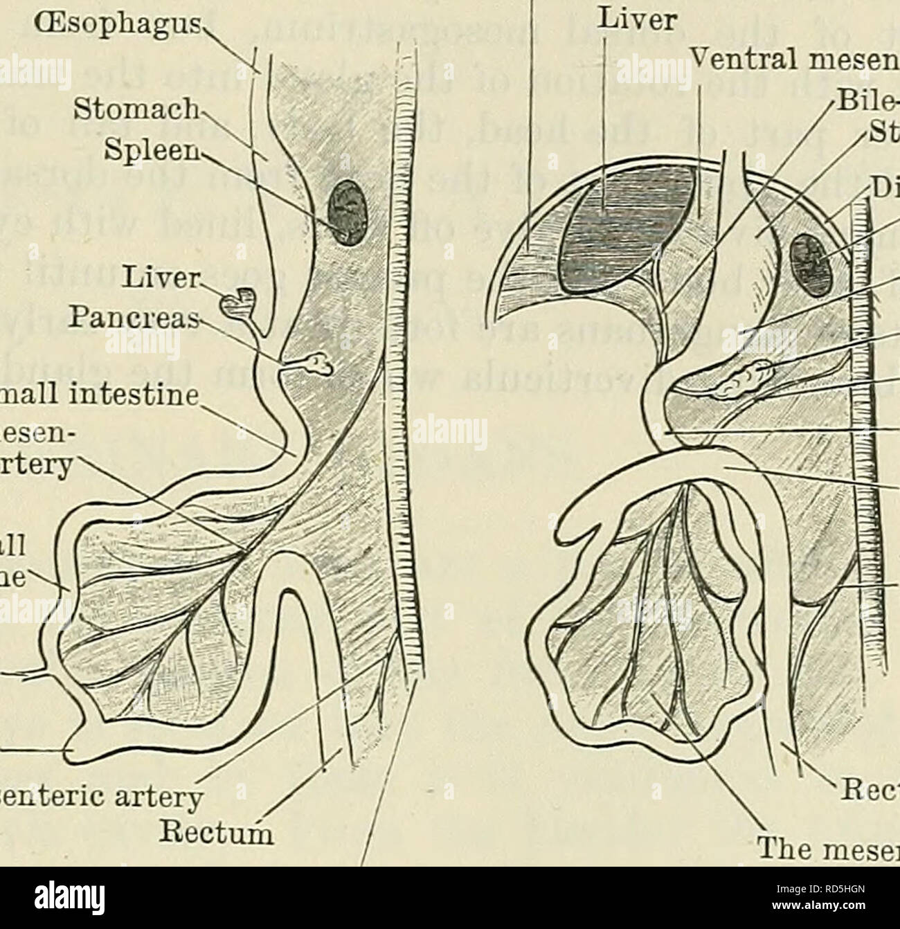 . Cunningham il libro di testo di anatomia. Anatomia. Sviluppo del LIVEE PANCEEAS E. 1255 (esofago. Stomaco milza. Il piccolo intestino mesen Superior- arteria teric intestino tenue Vitelline condotto cieco inferiore arteria mesenterica retto mesenterio ventrale ventrale di fegato mesenterio bile-condotto di stomaco. jDiaphragm milza linea attraversa mesogastrium Pancreas mesen Superior- arteria teric duodeno Colon mesen inferiore- teric l'arteria mesenterica Aorta Fig. 977.- -due diagrammi per illustrare lo sviluppo del canale intestinale. La figura a destra mostra la rotazione dell'ansa intestinale intorno alla s Foto Stock