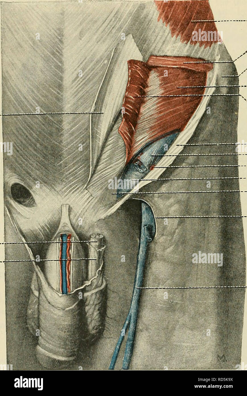 . Cunningham il libro di testo di anatomia. Anatomia. 476 IL SISTEMA MUSCULAK. I muscoli della parete addominale. I muscoli della parete addominale sono in tre serie: laterale, anteriore e posteriore. I muscoli laterali della parete addominale comprendono la obliquus externus addominali, obliquus internus addominali, e transversus addominali. M. Obliquus Externus addominali.-l'obliquus externus addominali è un ampio foglio sottile di muscolo, con una origine dalle superfici laterali della parte inferiore delle nervature 8, dalla slitta che interdigitate con il serratus anteriore e latissimus Obliquus externus addominali (rif. Foto Stock