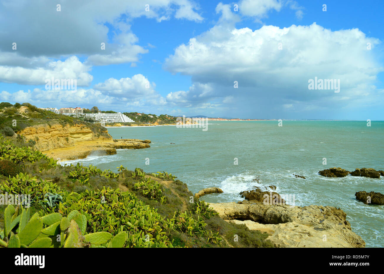 Albufeira Auramar Beach cactus crescente sulla costa di Algarve Foto Stock