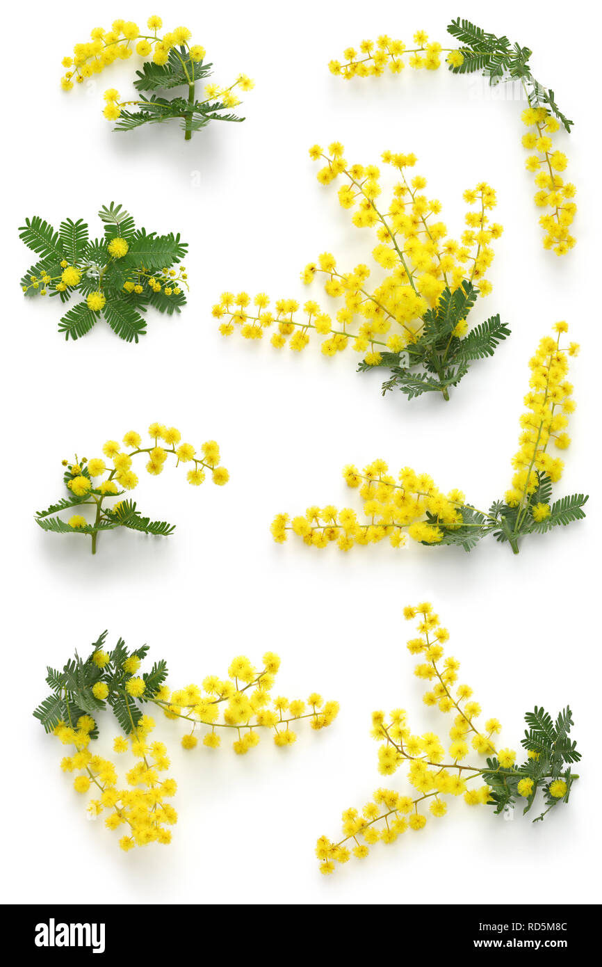 Assortimenti di mimosa per la Festa della Donna Foto Stock