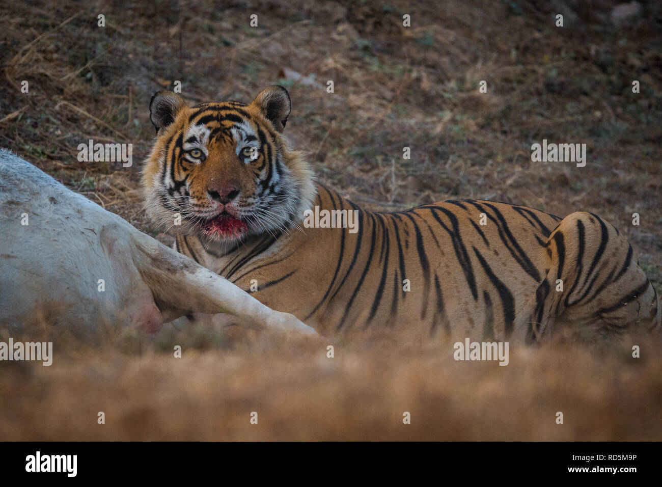 Una tigre maschio dopo a caccia di prede. Il sangue sulla sua faccia al Parco nazionale di Ranthambore, India Foto Stock