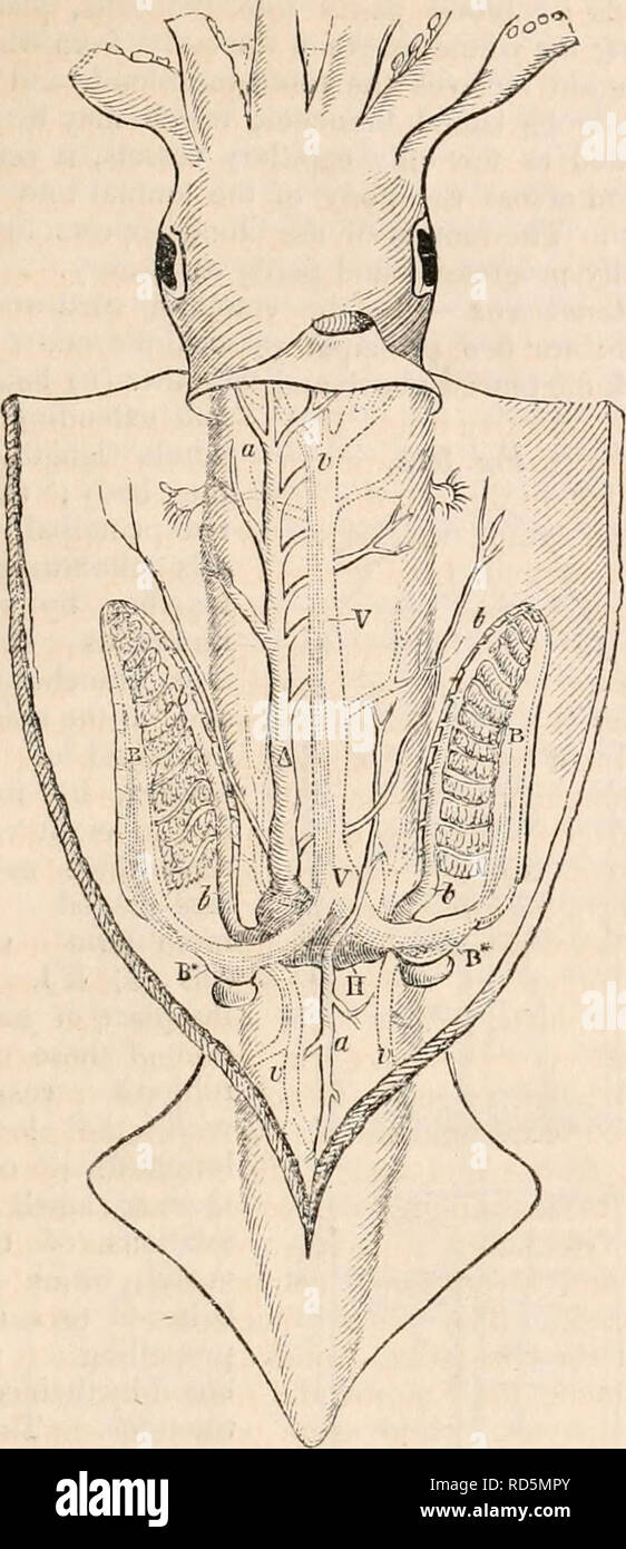 . Il encyclopaedia - Wikizionario di anatomia e fisiologia. Anatomia e fisiologia; Zoologia. Circolazione. 649 Fig. 320.. Cuttle-fah. Le branchie ha una dilatata porzione contrattile (£&GT;*), che le dilatazioni può essere considerato come la crusca- chial cuori, così che vi sono tre distinte porzioni contrattili del sistema circolatorio. In Gasteropoda e Pteropoda, vi è un solo cuore. Questo organo è forte e le UM- cular, provvisto di valvole, e costituito da un auricolare e da una cavità ventricolare (maschere. 321 e 322, h, H). In Testaceous Acephala, il cuore è quasi della stessa struttura come negli ordini appena Foto Stock