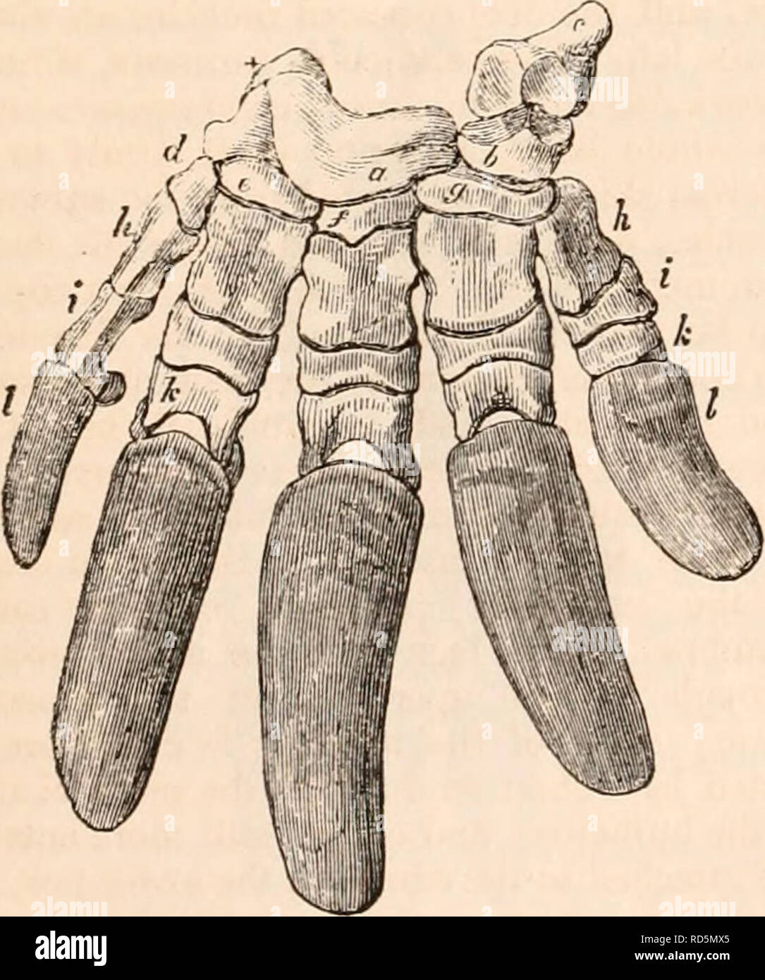 . Il encyclopaedia - Wikizionario di anatomia e fisiologia. Anatomia e fisiologia; Zoologia. 378 MONOTREMATA. sostenere la cifra più interna o pollex, il trapezoides (g), l'indice, il os magnum (f), che è quasi il più piccolo, sostenere il medius e la unciforme (e) le due cifre esterna: questa descrizione è presa da the Echidna: l'unica differenza essenziale obser- vable nel Ornithorhynchus è il contributi- zione da os magnum di una quota maggiore per l'articolazione con il dito anulare. In the Echidna tutte le ossa della ribalta- estremità sono relativamente più grandi e più forti nel Ornithorhy Foto Stock