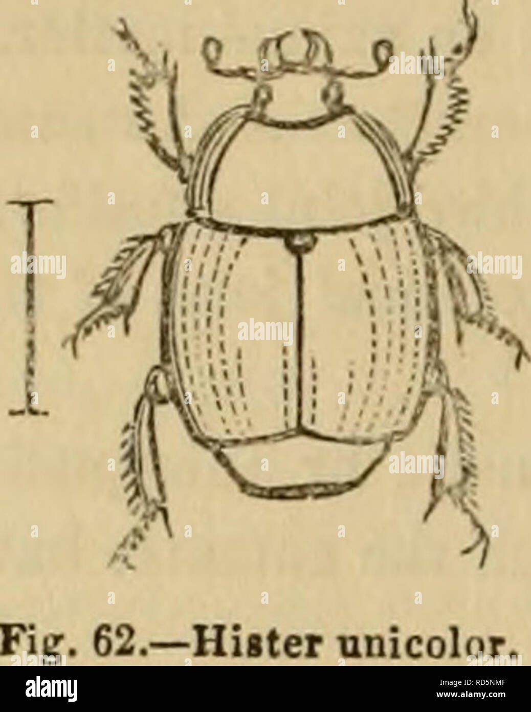 . Cuvier il regno animale : disposti secondo la sua organizzazione. Animali. 516 INSECTA. Hololepta, Tayk., ha il corpo molto appiattito; l'prosternum non è avanzato al di sopra della bocca e quattro tibiae posteriore hanno una sola fila di spine. Questi insetti si trovano sotto la corteccia di alberi. La larva immaginato da Paykull come quello di uno di questi insetti, appartiene al genere Syrphus o Musca. Hister è composta da specie avente la prosternum avanzato al di sopra della bocca, con l'maxillae terminata da un lobo di breve e la palpi ma poco advanced ; alcuni dei quali hanno una sola riga Foto Stock