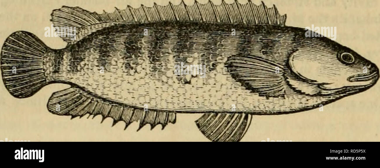 Cuvier il regno animale : disposti secondo la sua organizzazione. Animali.  304 pesci. ylMrtiay, il pesce persico di arrampicata di India. Coltiva  ^enus ha i labirinti altamente complicate ; il terzo