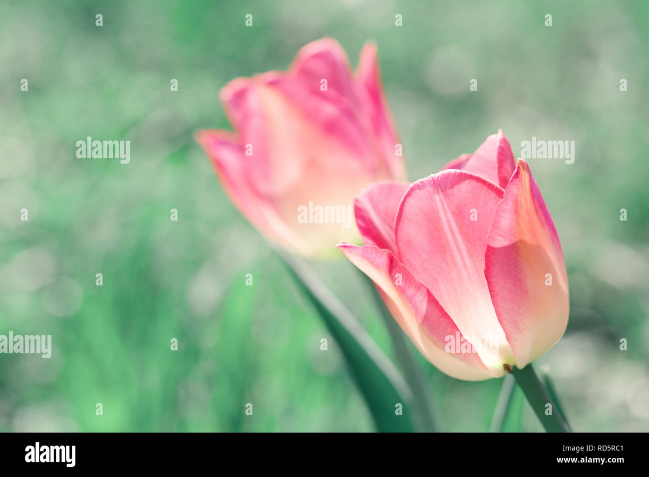 Due tulipani rosa su uno sfondo sfocato di un prato a molla Foto Stock