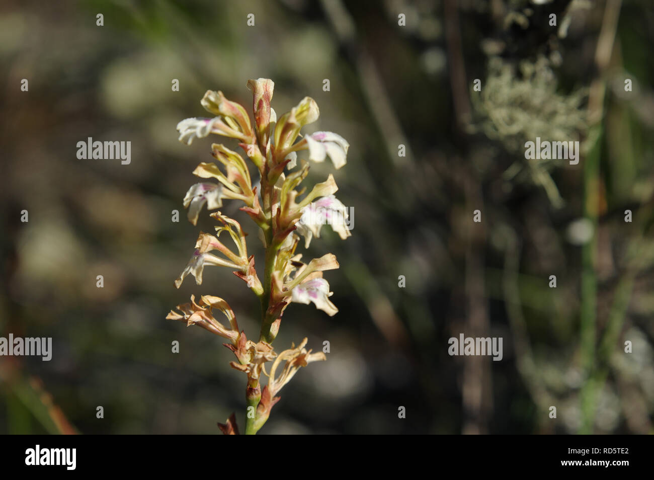Dolce iride bianco (Tritoniopsis unguicularis) fioritura sulla cima della montagna della tavola nel gennaio (Cape Town, Sud Africa) Foto Stock
