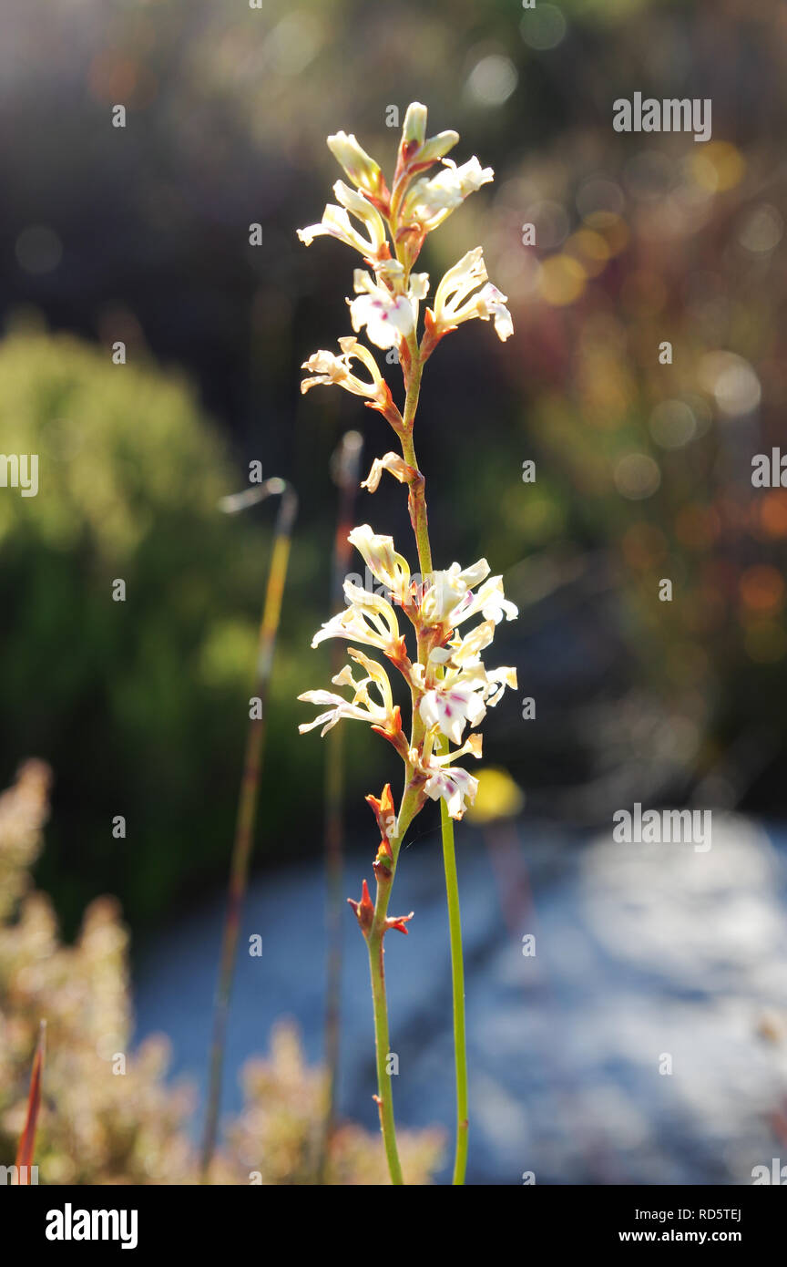Dolce iride bianco (Tritoniopsis unguicularis) fioritura sulla cima della montagna della tavola nel gennaio (Cape Town, Sud Africa) Foto Stock