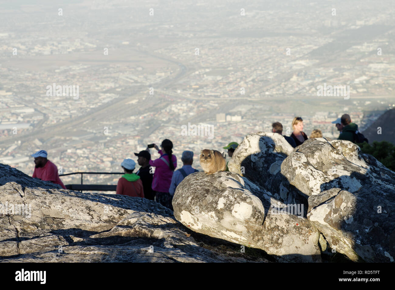 Hyrax arroccata su una roccia, circondata dai turisti per ammirare il panorama dalla cima della montagna della tavola in Sud Africa Foto Stock