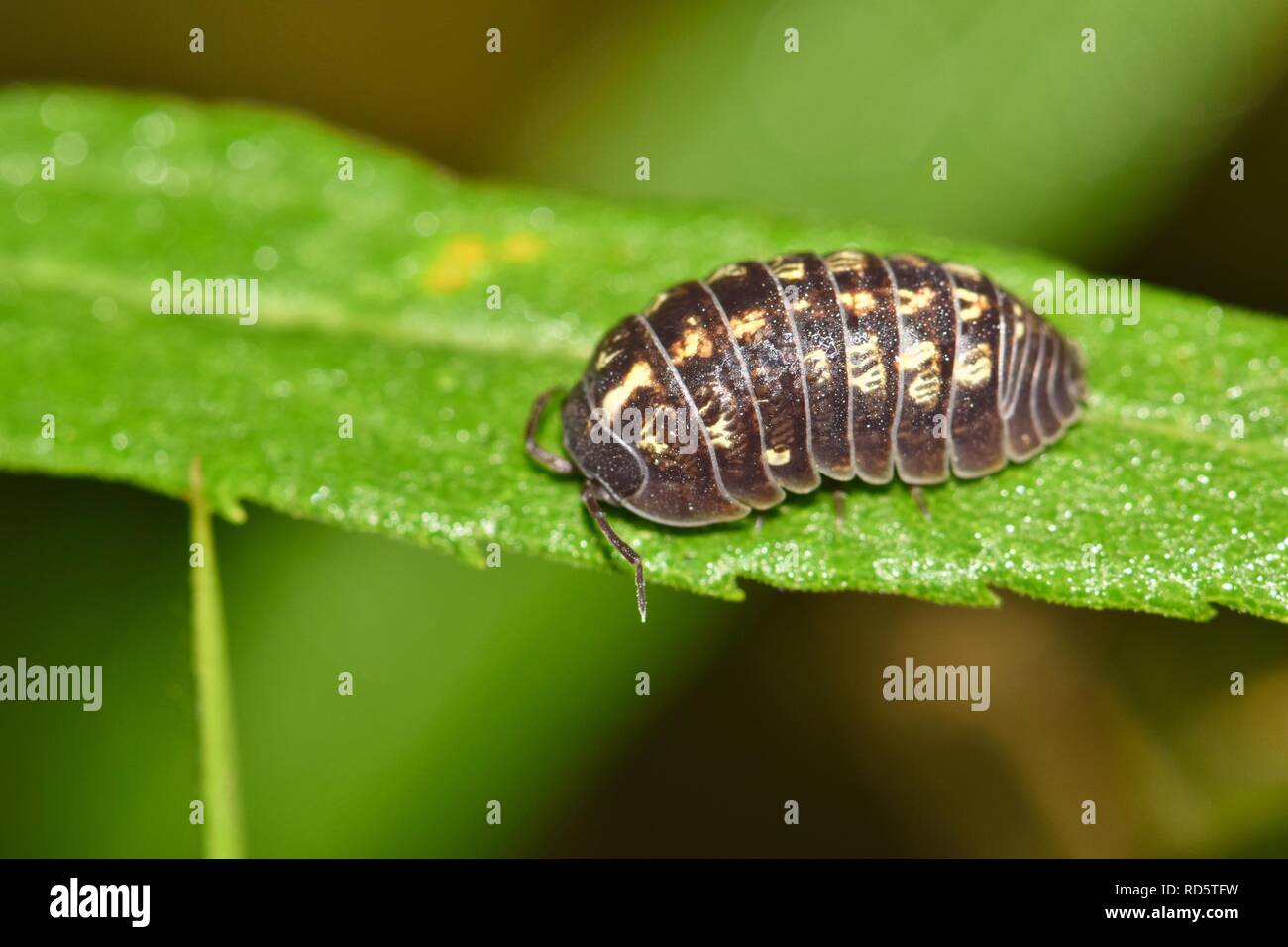 Un viola scuro colorato a seminare bug con insoliti marcature bianche si siede su una foglia di pianta mentre fuori foraggio per gli alimenti a Houston, TX. Foto Stock