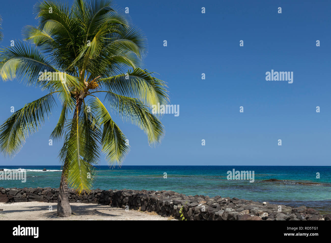 Palm Tree di fronte all'oceano, Big Island delle Hawaii Foto Stock