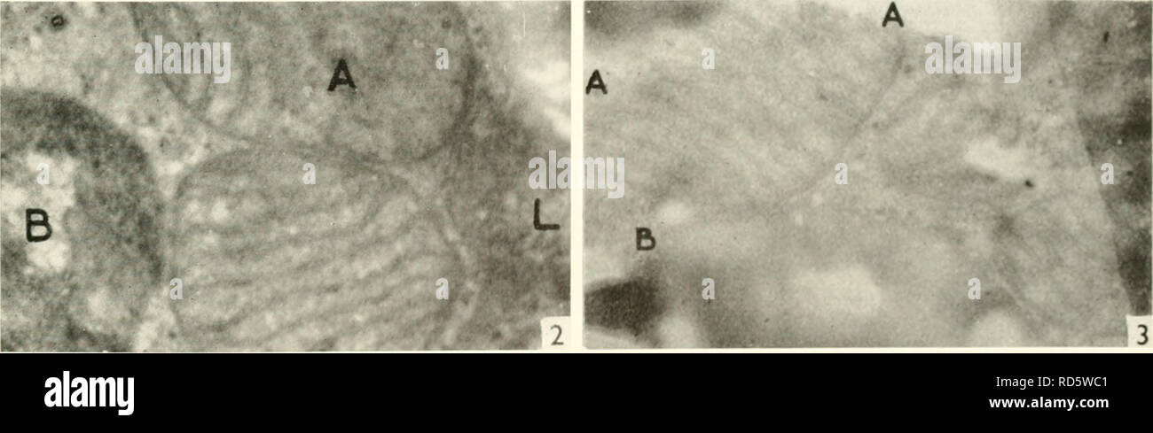 . Microscopia elettronica; il procedimento della Conferenza di Stoccolma, Settembre, 1956. Microscopia elettronica. b fig. 1. Una parte di un normale grasso bruno cell. I Mitocondri sono prevalentemente cristac regolari alcuni ot" che sono di perline (B). Inter- cristal sezioni account per la comparsa di tali corpi come (A). Alcuni mitocondri hanno vescicolare membrane interne in corrispondenza di un polo (V) e piccole vescicole sono talvolta visto tra il cristae (C). Goccioline lipidiche giacere liberamente nel citoplasma e spesso di interconnessione. Reticolo endoplasmatico elementi comprendono un componente saccular (S): il componente granulare (G) si verifica independ Foto Stock