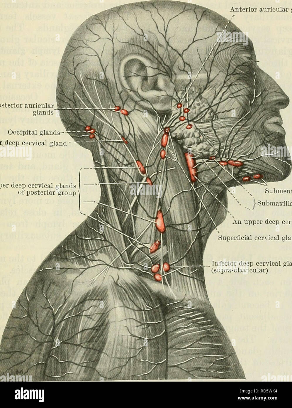 . Cunningham il libro di testo di anatomia. Anatomia. Le ghiandole linfatiche della testa. 999 dal condotto uditivo esterno, il timpano e il palato molle, la parte posteriore del naso e le porzioni più profonde della guancia. La loro efferents aperto nella parte superiore cervicali profondi delle ghiandole. Il viso superficiali delle ghiandole linfatiche.-diverse delle ghiandole linfatiche o gruppi di ghiandole linfatiche, sono stati trovati nella regione del volto ma, apparentemente, essi sono irregolari, sia nella ricorrenza e in posizione. Quelli che sembrano essere più frequentemente riscontrate sono : Infra-orbitale che giacciono lungo l'angolo tra il naso e le guance, Foto Stock