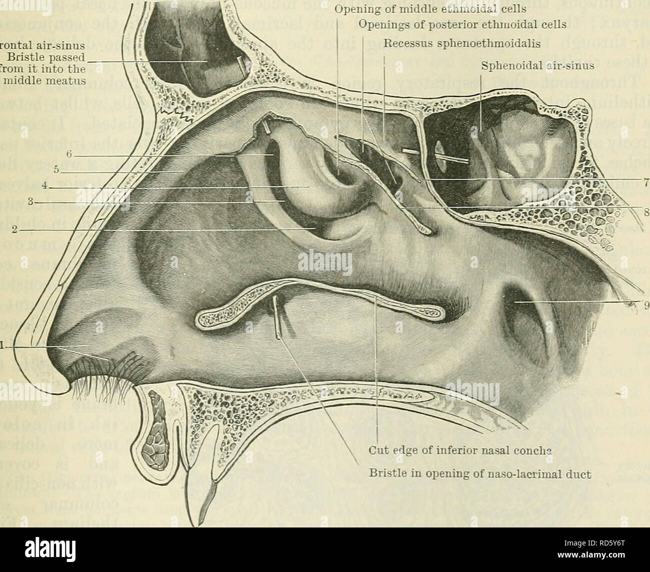 . Cunningham il libro di testo di anatomia. Anatomia. Cartilagini Vomeronasal Vomero-organi nasale Fig. 673.-Sezione attraverso il naso di un gattino, che mostra la posizione del voinero-nasale organi. Aria frontale-setole sinusale passò da esso nel meato medio apertura di metà cellule ethmoidal aperture del posteriore cellule ethmoidal Recessus sphenoethmoidalis Sphenoidal aria-seno. Taglio del bordo inferiore della Concha nasale stle in apertura del naso-canali lacrimali Fig. 674.-vista della parete laterale del naso-la Concha nasale avente stato behooved. 1. Vestibolo. 2. Apertura del seno mascellare. 3. Iato semilunaris. 4. Bulla et Foto Stock