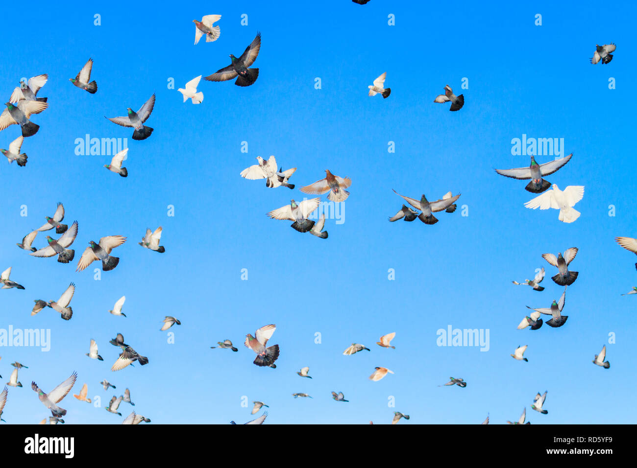 Stormo di piccioni sul cielo blu Foto Stock
