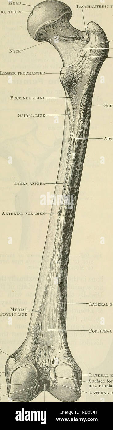 . Cunningham il libro di testo di anatomia. Anatomia. 240 OSTEOLOGIA. Buca per lig. teres maggiore t--trocantere iWm il tubercolo di quadratus Intertrochan- teric cresta tuberosità glutea forame arteriosa dietro di essa, è una cava fossa ovale (fovea capitis femoris) per il fissaggio del ligameutum teres. La perforazione del pavimento di questa depressione sono visti parecchi meati che si attraverso il quale le navi che passano per alimentare la testa dell'osso ; l'epifisi prossimale avente quindi una doppia alimentazione di sangue, vale a dire dal collo distale,e attraverso il mezzo del ligamentum teres proxi- Mallya. Il circumfer- ence della testa forma Foto Stock