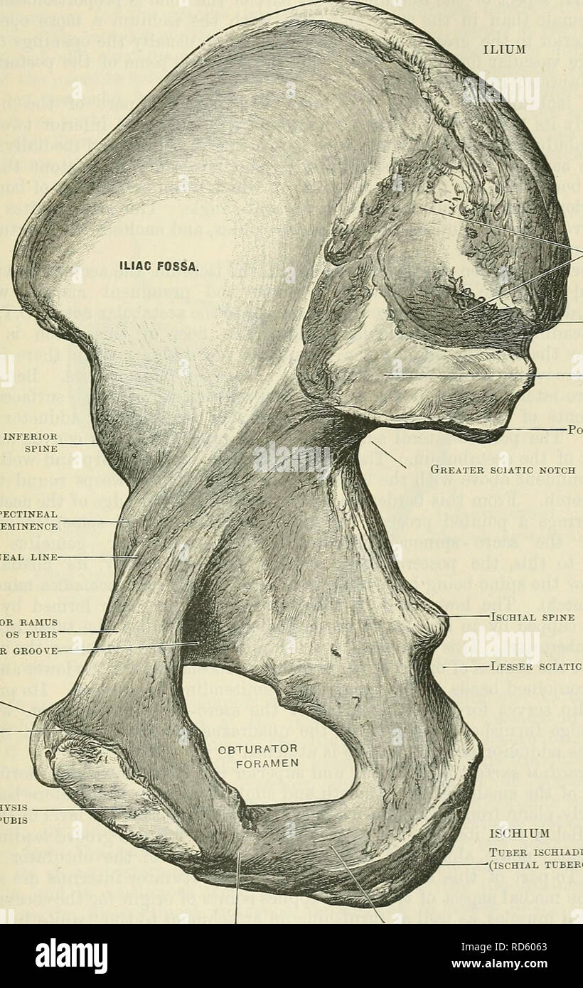 . Cunningham il libro di testo di anatomia. Anatomia. L'osso dell'anca. 231 è suddivisa da una linea obliqua di ridge, chiamato ilio-pectineal linea (linea arcuata), che passa in avanti e in senso distale, dal più prominente punto della superficie auricolare verso il lato mediale del ilio-pectineal eminenza, che è posto appena al di sopra e davanti all'acetabolo e segna la fusione della cresta dell'osso iliaco ILIUM antero superiore anteriore della colonna vertebrale colonna vertebrale inferiore". La tuberosità posteriore articolazione sacro-iliaca posteriore del legamento di spina superiore superficie articolare Post. inf. dorso Ilio-pectineal eminenza Ilio-pectineal Foto Stock