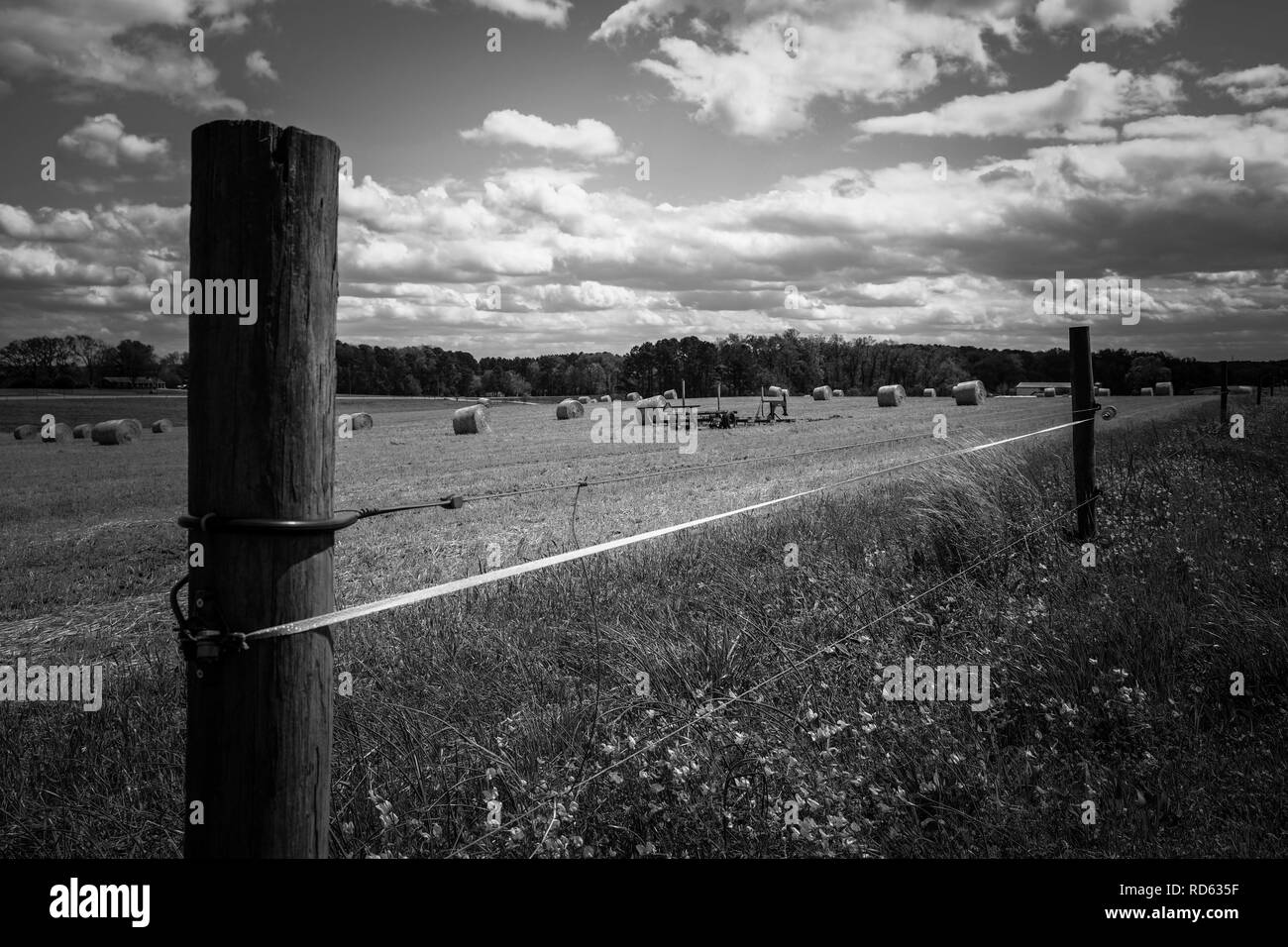 In bianco e nero di un recinto da un taglio fresco inverno campo di grano con balle di paglia sparsi sul terreno. Raleigh, North Carolina. Foto Stock