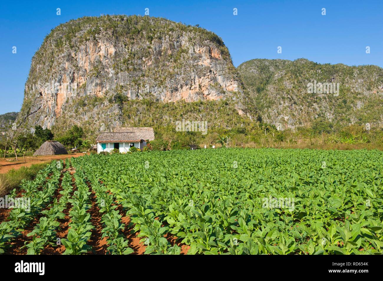 La piantagione di tabacco, mogotes, cono roccia carsica, Vinales Valley, Sito Patrimonio Mondiale dell'Unesco, Pinar del Rio Provincia, Cuba Foto Stock