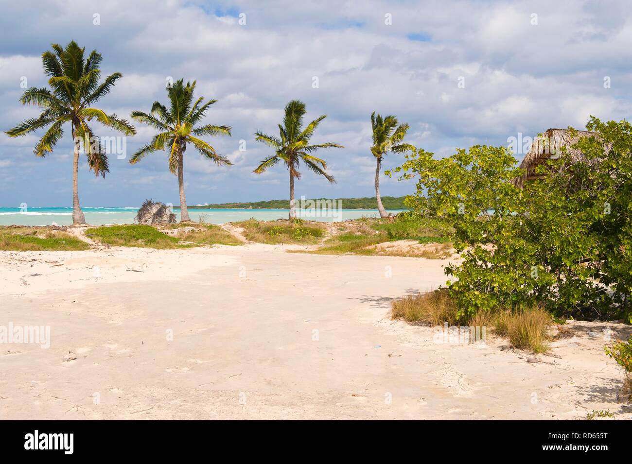 Cayo las Brujas, spiaggia, palme, Santa Clara Provincia, Cuba, America Centrale Foto Stock