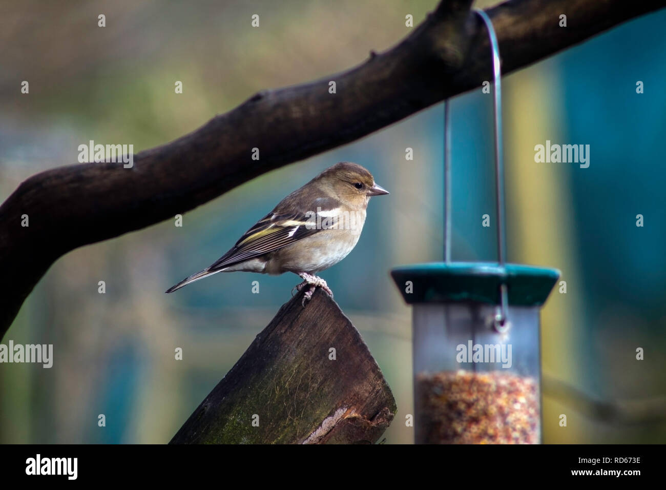Fringuello a bird feeder in inverno Foto Stock