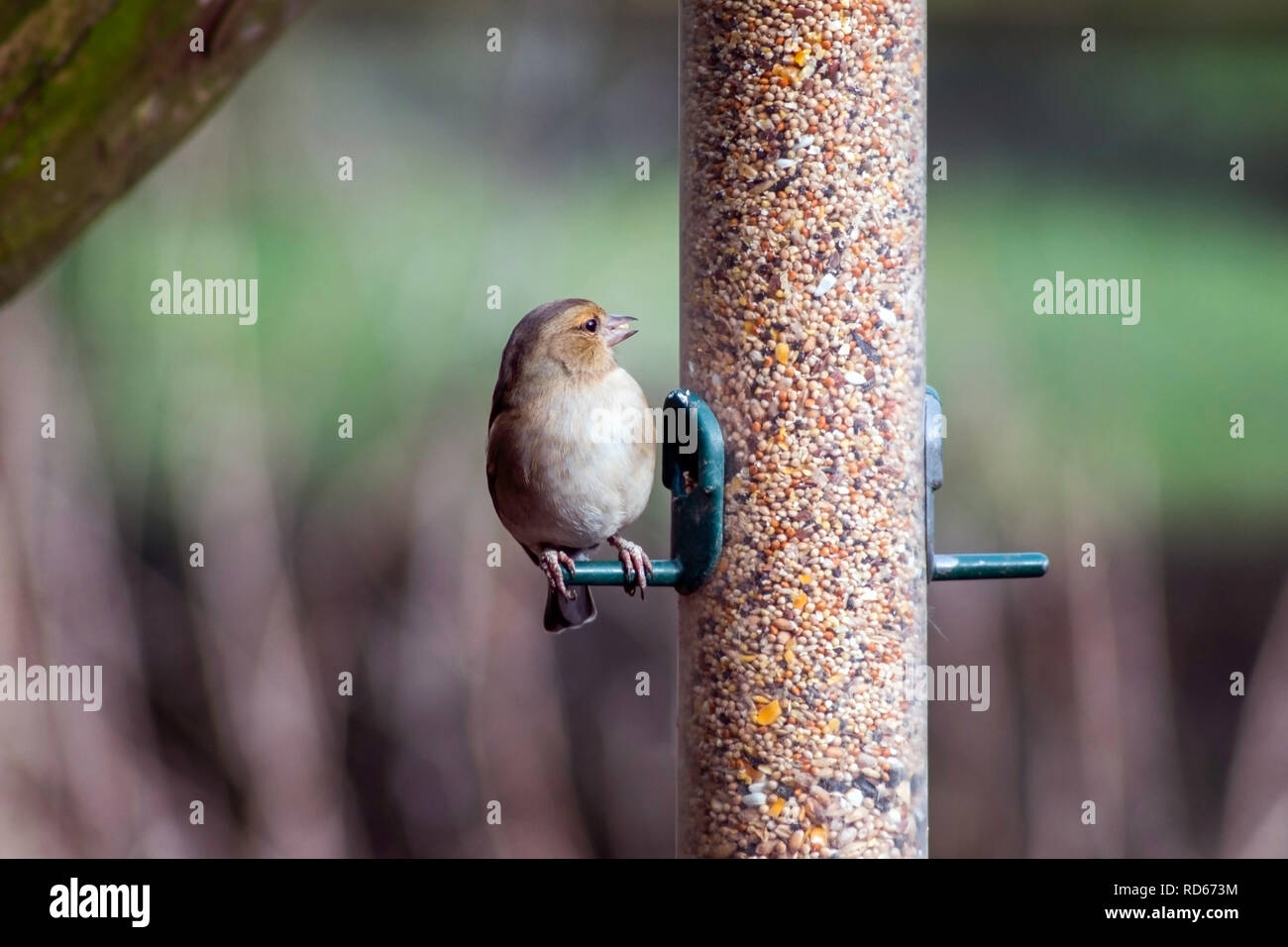 Fringuello a bird feeder in inverno Foto Stock