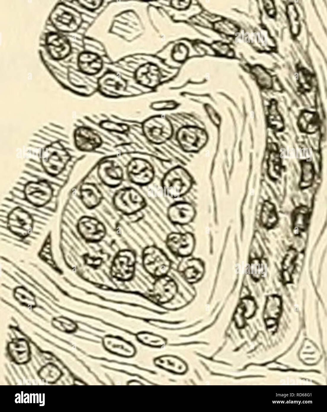 . Cursus der normalen Histologie zur Einführing in den Gebrauch des Mikroskopes, sowie in das practicche Studium der Gewebelehre. Istologia; microscopia. Ä^^^. tk^a. Fig. TU. Speicheldrüsen. A. Submaxillaris vom Hunde; Sclinittpräparat, gefärbt: a. Alveolen mit Schleimzelleu, un' eine solche mit Elweisszellen. Un" solche mit Halbmonden; sp. Speichelnihren. eine quer, eine schräg geschnitten, g. Gefässe in einem grösseren Bindegewebsseplum. ^"^ f. li. Il pancreas, Schnitt in Eosin-Methylenblau gefärbt; im oberen Theil der figura Zusammenhang eines Drüsenalveolus Mit einem Ausführungsgang. sp Foto Stock